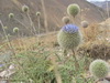 abouhamzeh (12)_resize.JPG